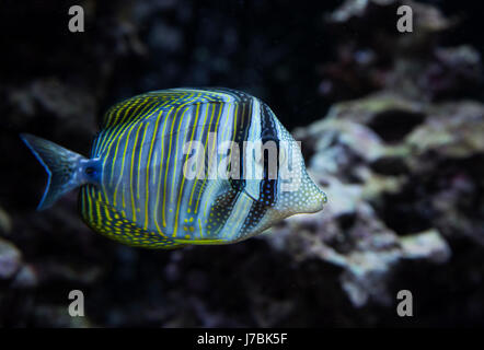 Fish is kind of cichlids swimming in water Stock Photo