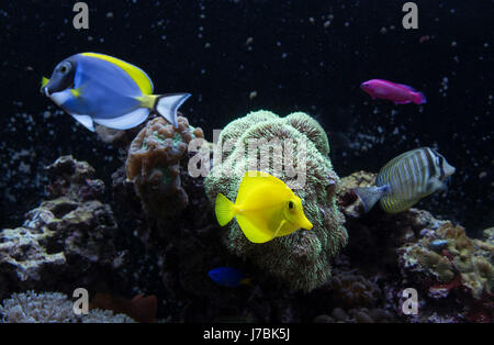 Fish is kind of cichlids swimming in water Stock Photo