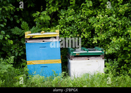 horizontal front view of two beehives by the edge of a green forest Stock Photo