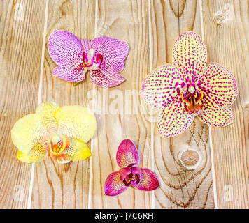 Many types, collection of orchids flowers, purple, white, blue, yellow, pink. Orchidaceae, Phalaenopsis known as the Moth Orchid, abbreviated Phal. Wo Stock Photo