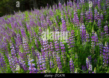 Lupine along Bald Hills Road, Redwood National Park, California Stock Photo