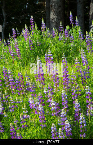 Lupine along Bald Hills Road, Redwood National Park, California Stock Photo