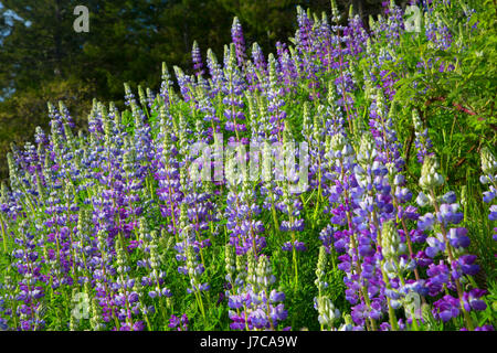 Lupine along Bald Hills Road, Redwood National Park, California Stock Photo