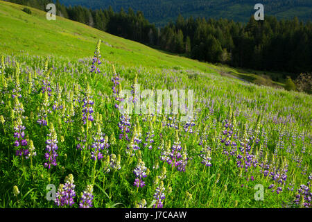 Lupine along Bald Hills Road, Redwood National Park, California Stock Photo