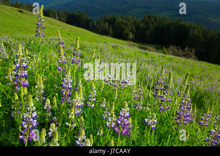 Lupine along Bald Hills Road, Redwood National Park, California Stock Photo