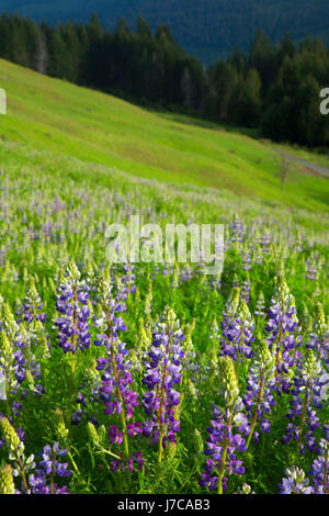 Lupine along Bald Hills Road, Redwood National Park, California Stock Photo