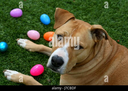 Tan Pit Bull Terrier Dog with Easter Eggs Stock Photo