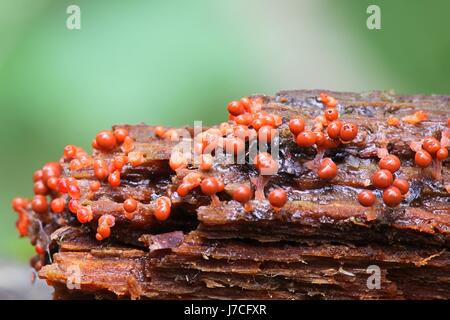Orange slime mold or mould, Trichia decipiens Stock Photo