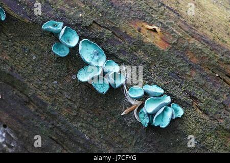 Green Elfcup, Chlorociboria aeruginascens Stock Photo