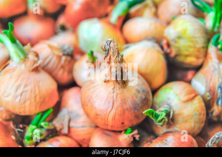 Big red and golden onions vegetables for culinary in basket close Stock Photo