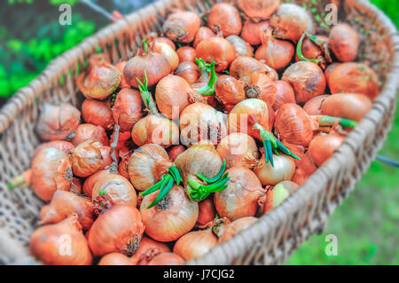Big red and golden onions vegetables for culinary in basket Stock Photo