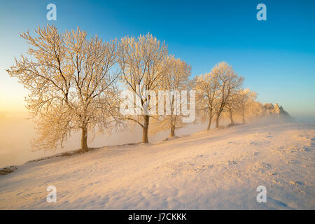 book winter switzerland ice law winter cold switzerland ice frost beech copper Stock Photo