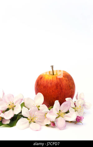 isolated flower flowers plant cutout apple still life food aliment arrangement Stock Photo