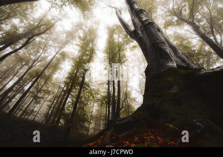 ground level perspective tree roots in misty fantasy forest Stock Photo