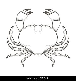 Crab drawing on white background. Hand drawn outline seafood ...