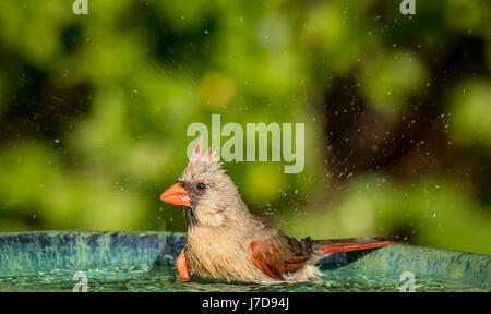 Northern Cardinal (Cardinalis cardinalis) female splashes around in the water of a beautiful green ceramic bird bath Stock Photo