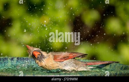 Northern Cardinal (Cardinalis cardinalis) female splashes around in the water of a beautiful green ceramic bird bath Stock Photo