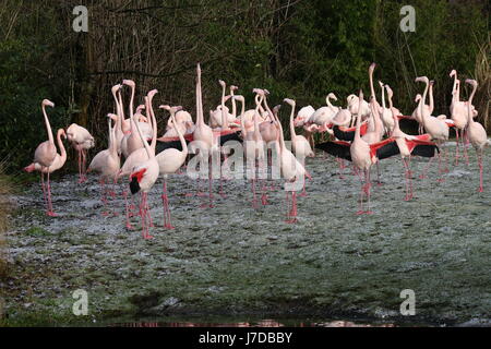 Large group of European Greater Flamingos (Phoenicopterus roseus) in winter in the snow at Blijdorp Rotterdam Zoo, The Netherlands Stock Photo