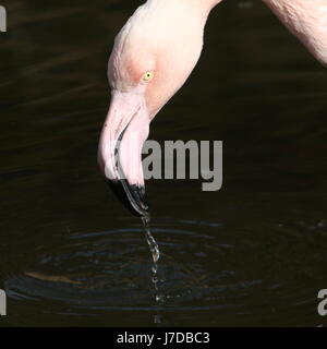 Extreme closeup of the head of a mature European Greater Flamingo (Phoenicopterus roseus) foraging in a lake. Stock Photo