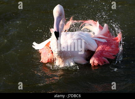 European Greater Flamingo (Phoenicopterus roseus) bathing vigourously Stock Photo