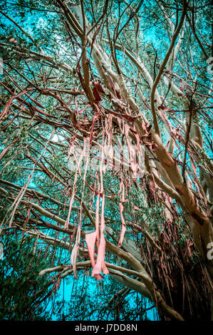 Eucalyptus tree bark peeling off and hanging from branches Stock Photo