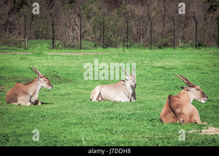 The Common Eland - world's largest antelopes laying in the grass Stock Photo