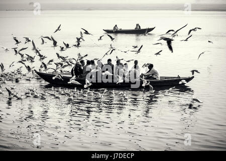 Seagulls hunt for food on the Holy River Ganges as passengers are rowed along the length of the bathing ghats on a sight seeing tour in Varanasi Stock Photo