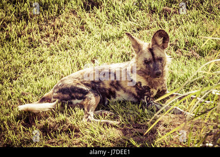 African Wild Dog laying in the gass on bright sunny day Stock Photo