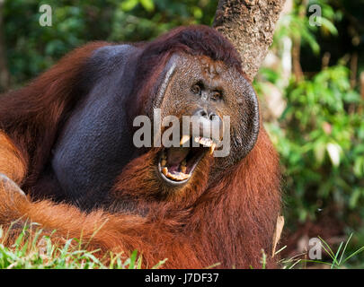 Dominant male orangutan yawns. Indonesia. The island of Kalimantan (Borneo). Stock Photo
