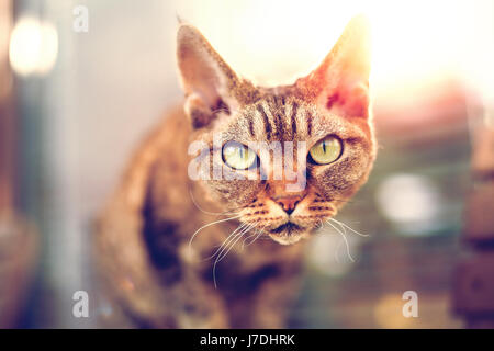 Devon Rex purebred domestic cat looking at you Stock Photo