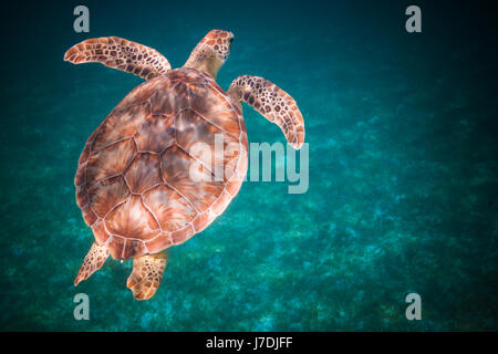 Looking down at green sea turtle swimming in harbor of St. John, Virgin Islands Stock Photo