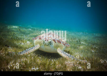 Sea turtle eating sea grass in harbor of St. John, Virgin Islands Stock Photo