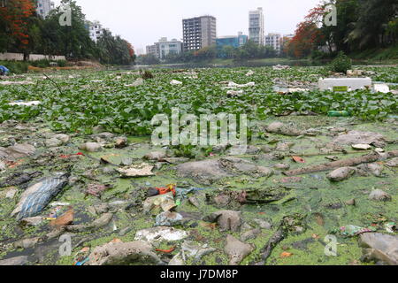 Dhaka 20 may 2017. Dhaka gulshan lake pollution shows water contamination in Gulshan Lake is getting worse as hazardous wastes get dumped unchecked. Stock Photo