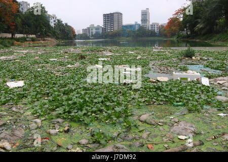 Dhaka 20 may 2017. Dhaka gulshan lake pollution shows water contamination in Gulshan Lake is getting worse as hazardous wastes get dumped unchecked. Stock Photo