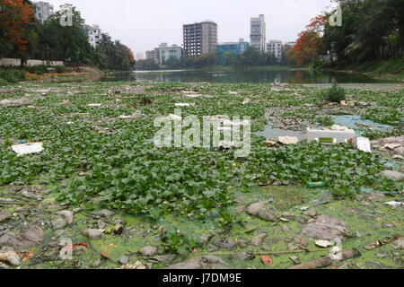 Dhaka 20 may 2017. Dhaka gulshan lake pollution shows water contamination in Gulshan Lake is getting worse as hazardous wastes get dumped unchecked. Stock Photo