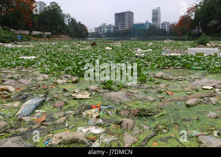 Dhaka 20 may 2017. Dhaka gulshan lake pollution shows water contamination in Gulshan Lake is getting worse as hazardous wastes get dumped unchecked. Stock Photo