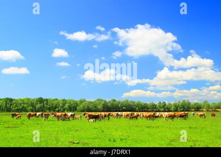 Cows her on farm Stock Photo