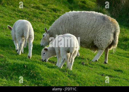 A Ewe and her and two lambs feeding on grass, Northumbreland, UK Stock Photo