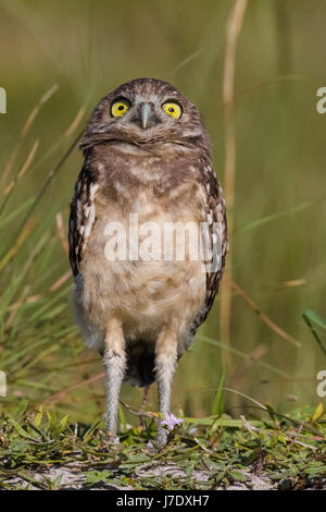Burrowing Owl (Athene cunicularia) in Cape Coral Florida Stock Photo