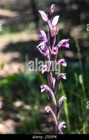 Himantoglossum robertianum Stock Photo