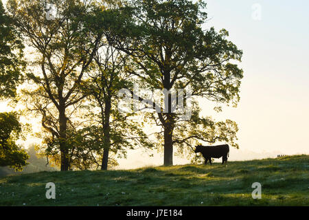 Silhouette of a young cow in a field in the early morning. Cotswolds, Gloucestershire, UK Stock Photo