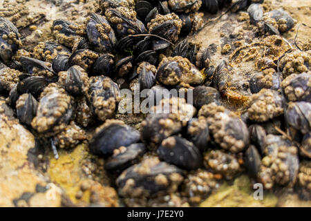 Black sea shells on beach sand. Stock Photo