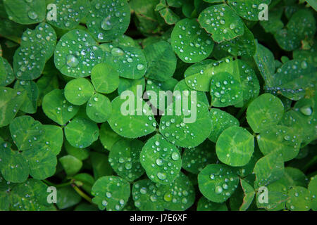 Rain drops on three leaf clover patch Stock Photo