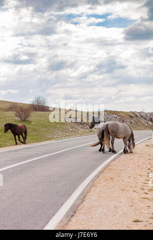 A couple of wild horses walking in a country road Stock Photo