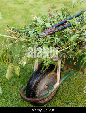 Wheelbarrow full of plant cuttings and weeds Stock Photo