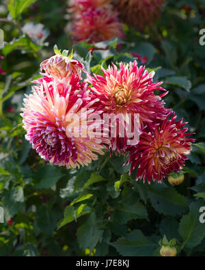 dahlias bloom Stock Photo - Alamy