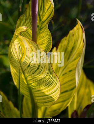 Variegated yellow leaves Stock Photo