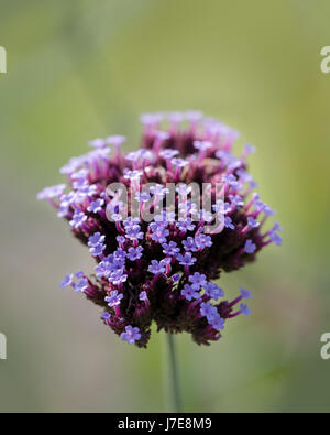 Flowering Verbena bonariensis Stock Photo