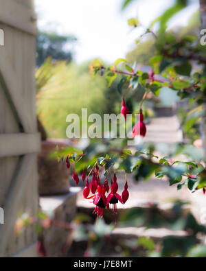 Flowering Fuchsias Stock Photo