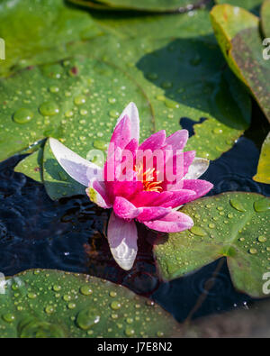 A pink water lily flower and leaf pads Stock Photo